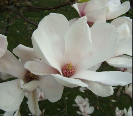 Magnolia soul. 'Alba Superba', šácholan Soulangeův 'Alba Superba', 60-80, bal